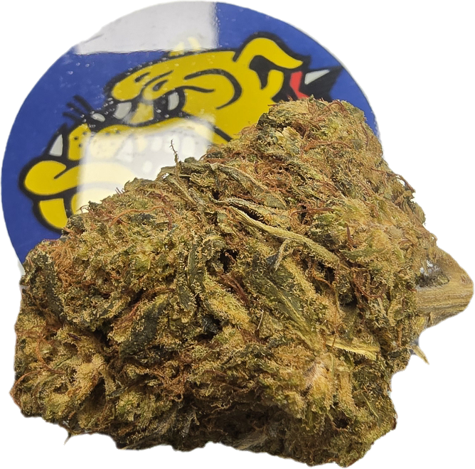 Fleur CBD Mango - vue rapprochée