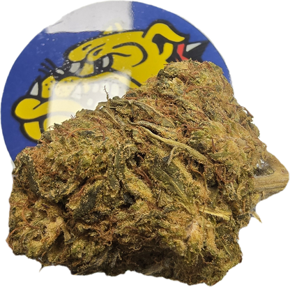 Fleur CBD Mango - vue rapprochée